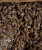 Fascia Bee Removal